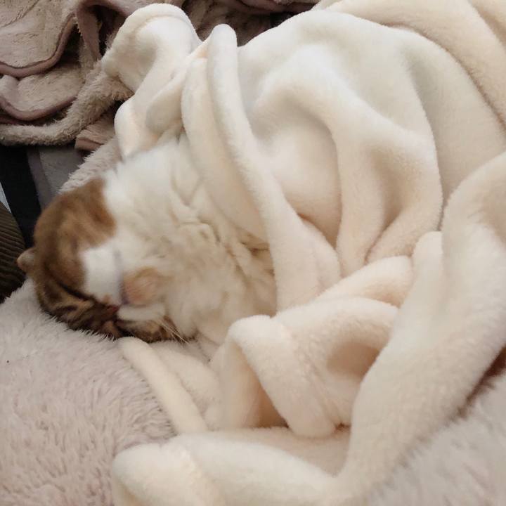 88ad72d0 e80a 482a 8d1e 25751058966f 1549813601075