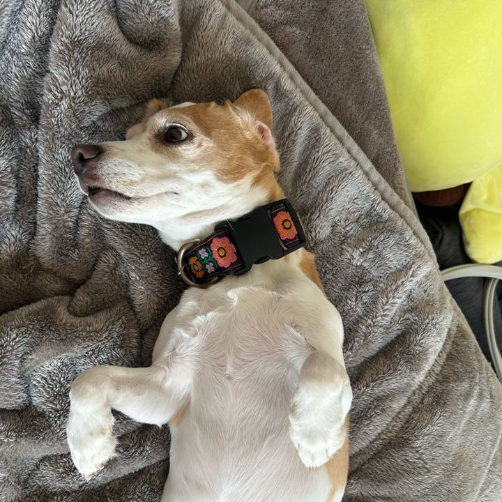 88afa9bf d615 4f8a 9cd2 6e858d66f582 1761950159965