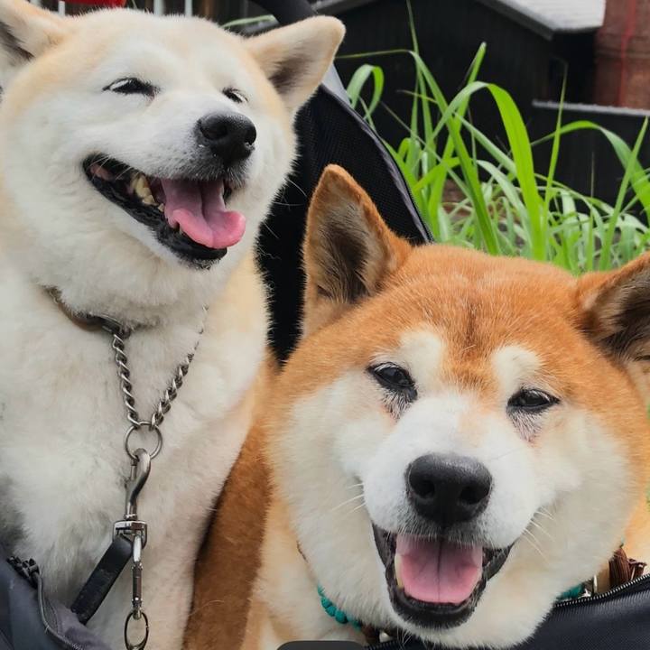 88afc079 cbf5 4479 8382 5104dc04f485 1702381582408