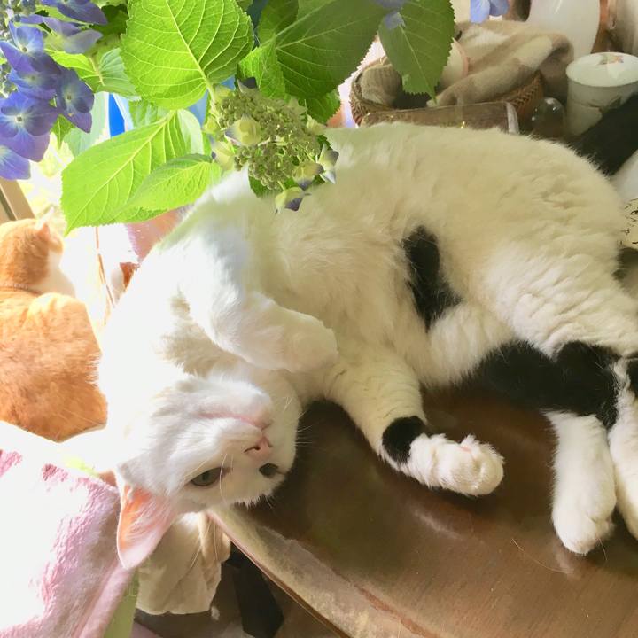 88b00ec9 84a3 4879 88cf dc2e855a5c0f 1562037163223