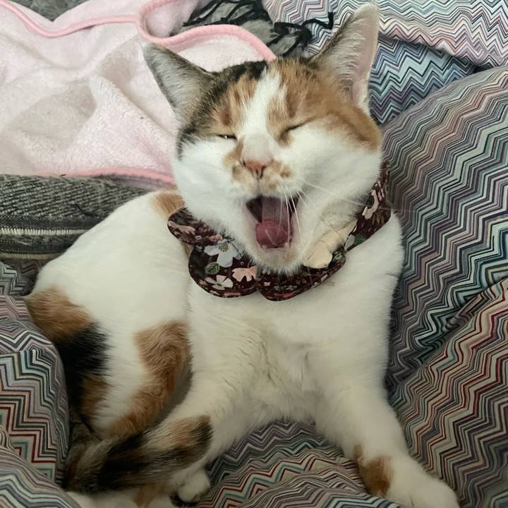 88b86d2b 66fc 408a a042 e55f6e151c5c 1731972927210