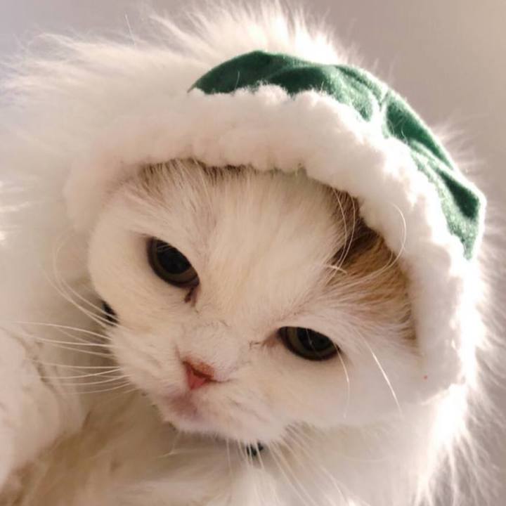 88b8a07e 220e 49a2 925f e10b68163bab 1766524878918