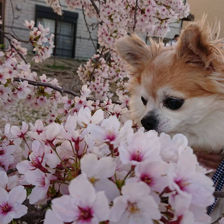 88b9dd5a c2b5 4bc6 b543 7d9809e21356 1522585116738