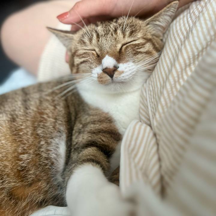 88ba8cf7 07bc 4bca b669 7d0c06a22ae8 1759837480150