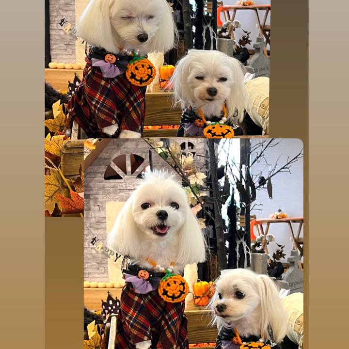 88bc73b9 19a3 447f 87da 67ccb343e3e5 1757810566078