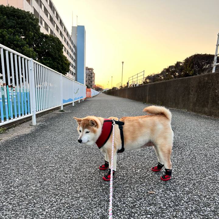 88bd333d c8ac 41ae ad60 d6b928b0ecbc 1733298554780