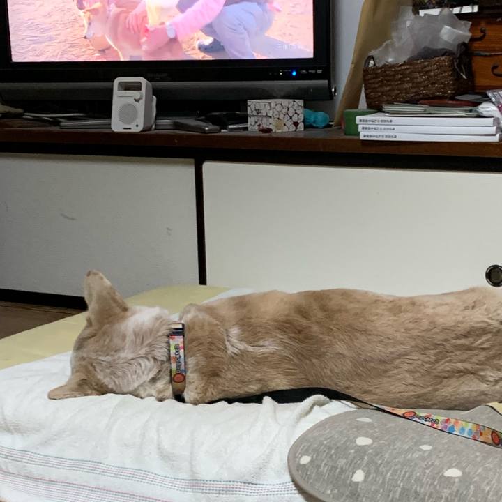 88bf740e 2f1a 4c2e af52 9cf3dca74bf0 1547389285728