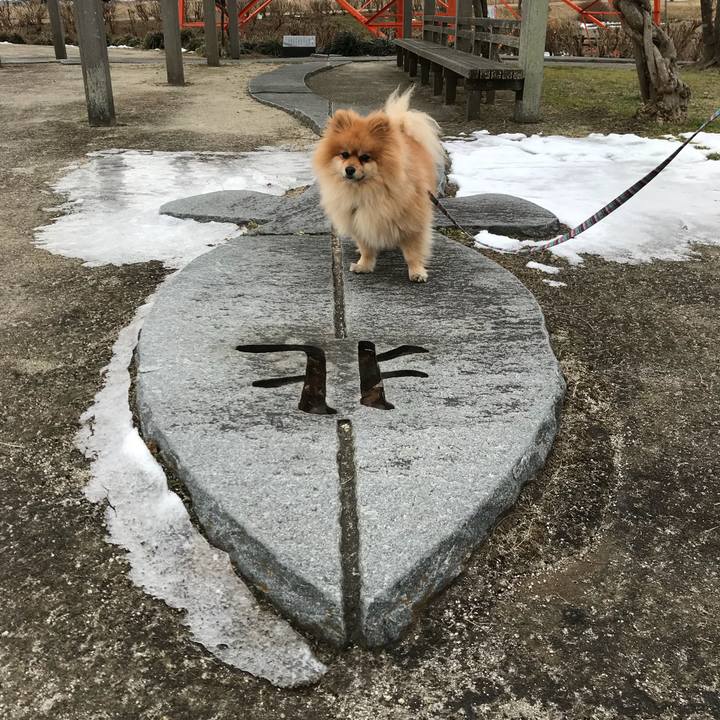 88c05d26 433c 4f56 bcea e3f99631696b 1517106183356