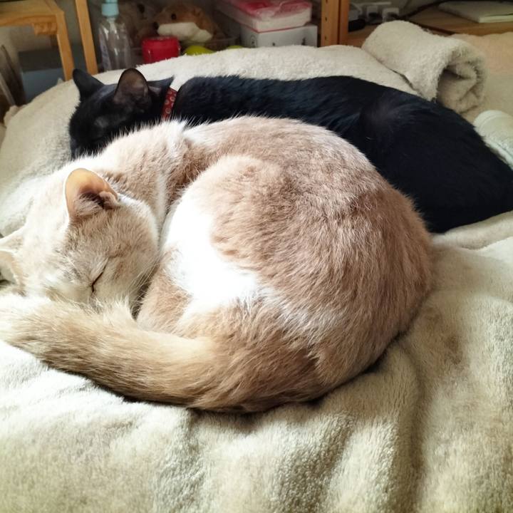 88c0c06f 9d71 4a9d a91d 341ee07f2632 1669590142008