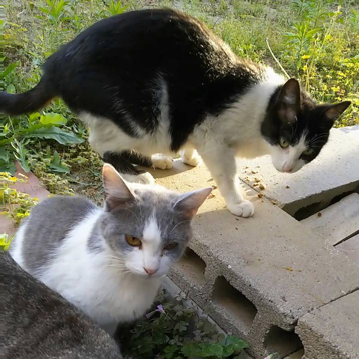 88c15dce 1135 43d2 86bb 9845d4991d5c 1526807889271