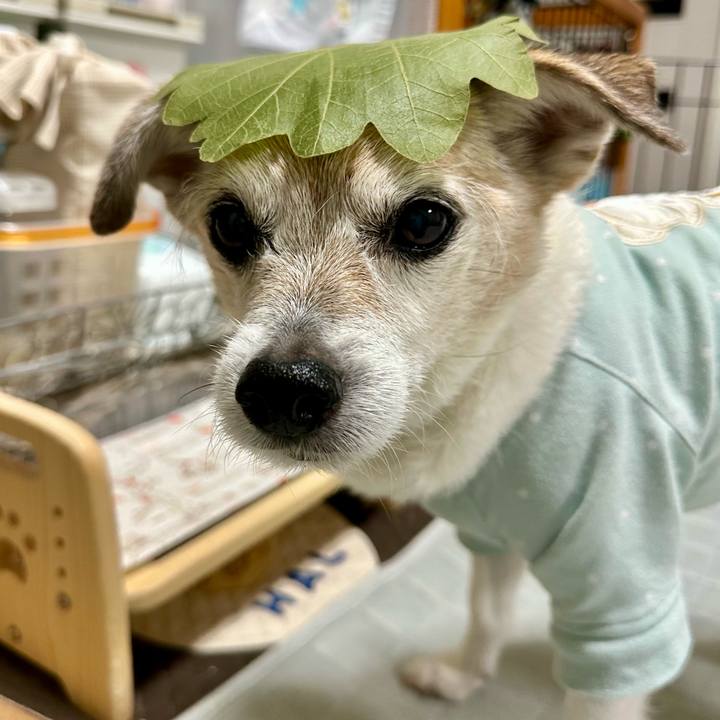 88c1772f ce94 4253 8217 93b0a85df530 1746443401916