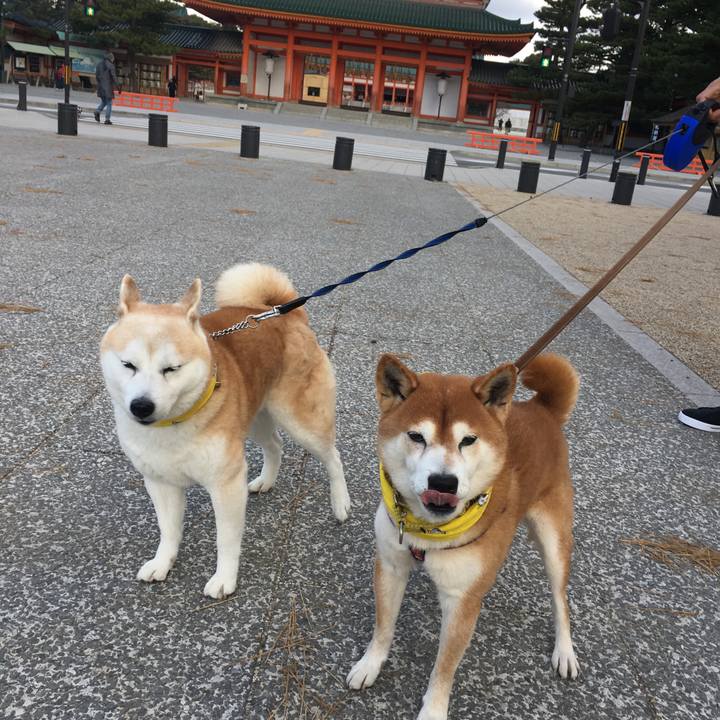 88c18b87 205d 4561 a29e bdae6b9dfddd 1513471440570