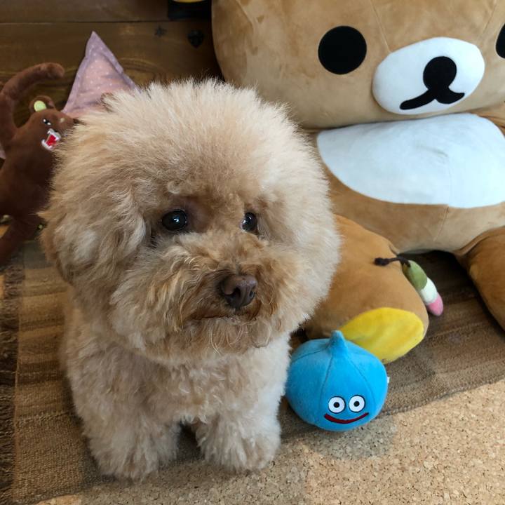 88c229eb 82e4 49d0 8434 5358900c91ce 1521636489504