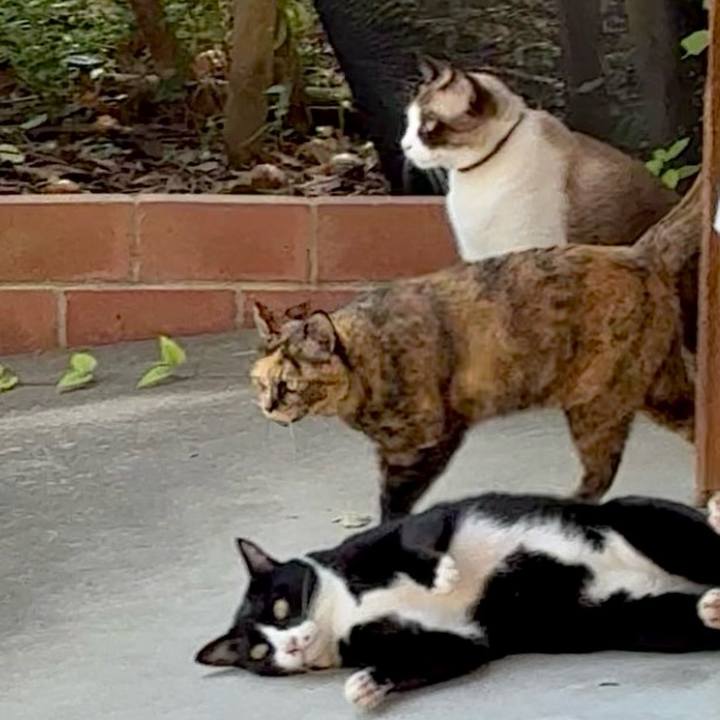 88c6e838 484c 4b3b a893 8571491ad337 1759304591687