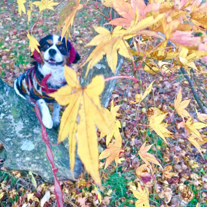 88c79cdb b529 4046 98c7 642ed8c676c3 1509586292983