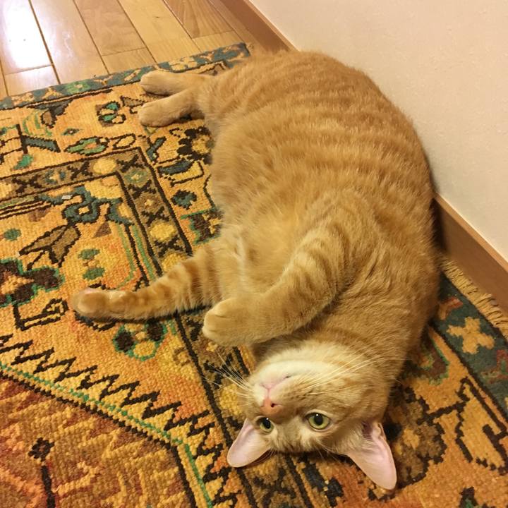 88c8cc20 adff 471e b74d 9e77ee472e87 1536057241408