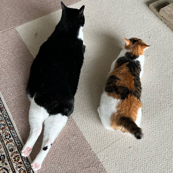 88cdf303 9bba 4ca9 8e15 21e7d707c83b 1776051772415