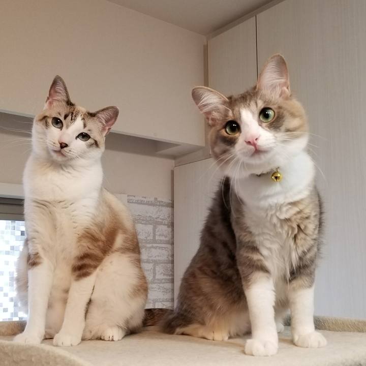 88cec822 a809 4144 9283 da31cdab32c5 1521520143713