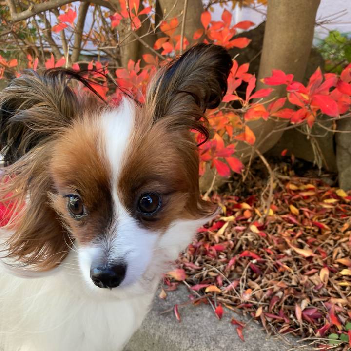 88cfade6 9afe 49f6 ab3e d84eef6ebb09 1636935551234