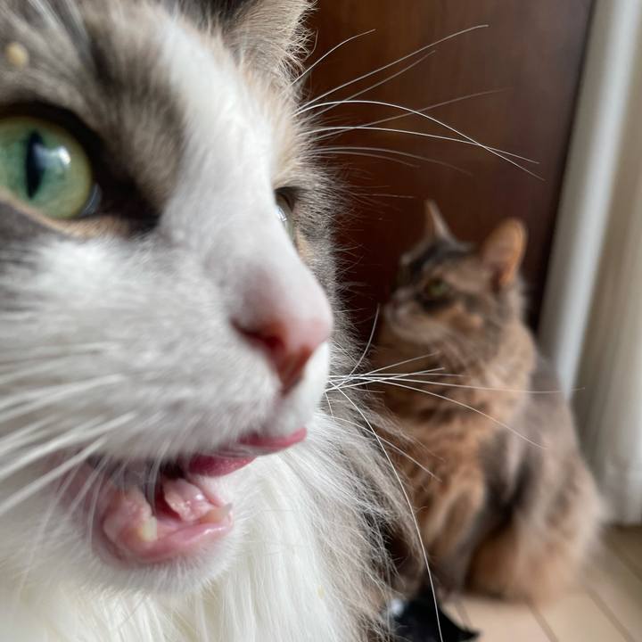 88cfd7bd 9bac 44c3 8787 e9e366f2303c 1619517698820