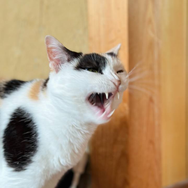 88d3d891 adb1 48a4 920c 52e2d38db04d 1717551523964