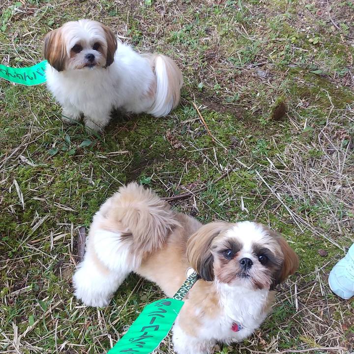 88d590b8 d33e 47f1 a354 18ed1fde8196 1573357242583