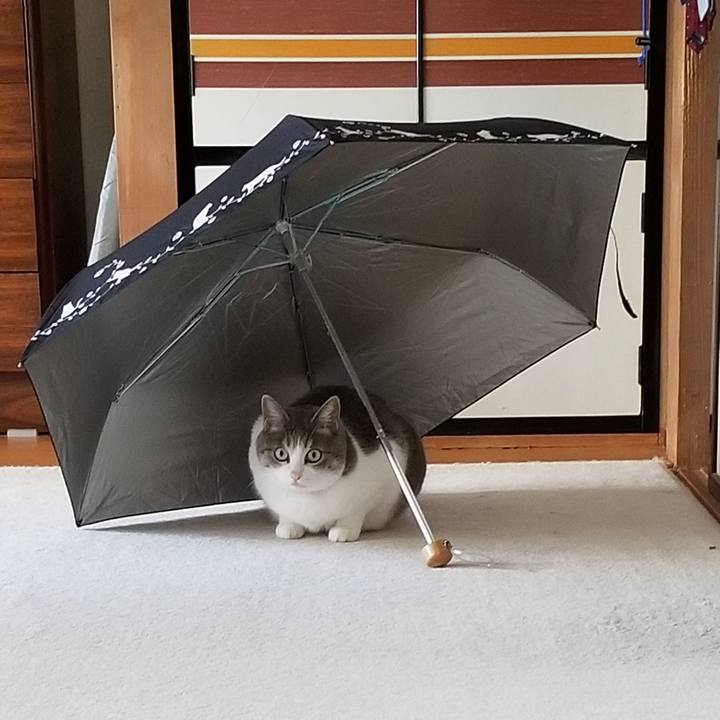 88d82b00 4979 4052 9025 12a51d05fb3b 1568357910307