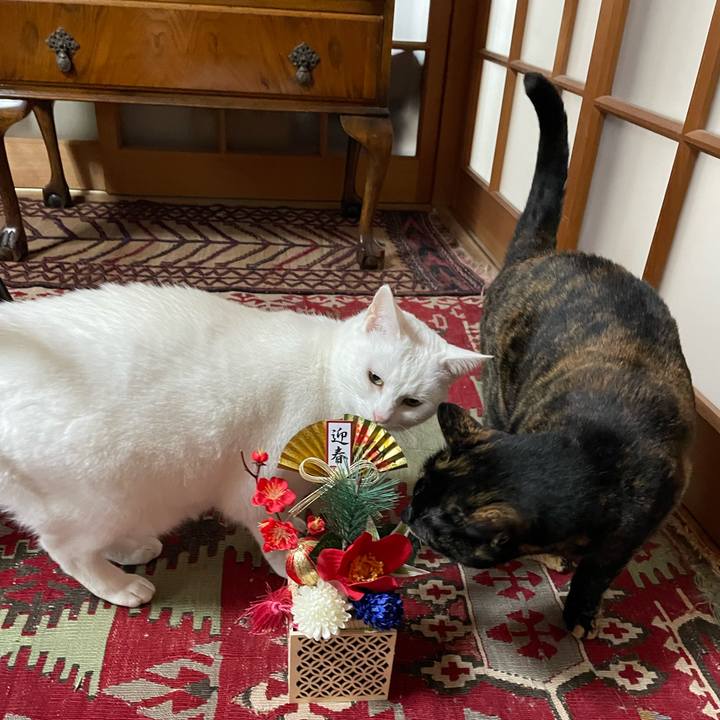 88d89d8a f1f2 4f87 8d99 4ed0473c12a6 1767242112222