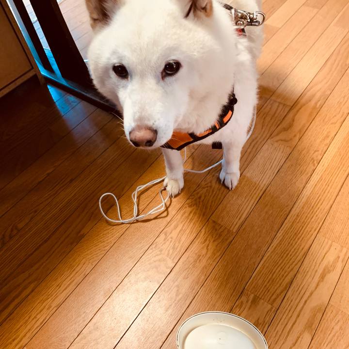 88dfd29e 21d5 47d3 b8ed b4182a8bba5e 1620700012956