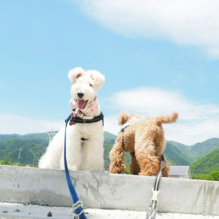 88e02b5b 51fd 480e 92c6 7c2f5853d90b 1525586511051