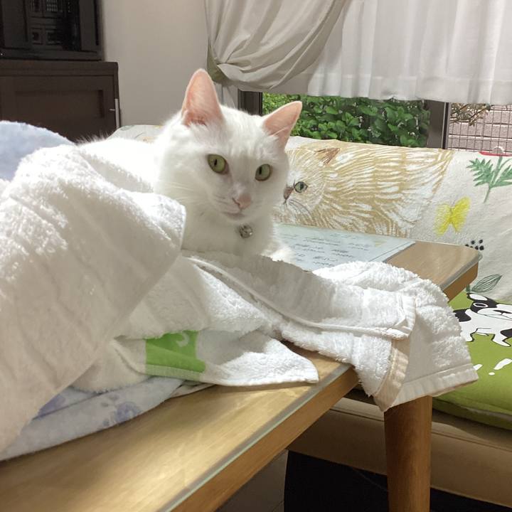 88e08588 351b 4740 876b 8b0b9d04b9cf 1681524030274