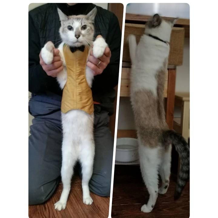 88e1a07b b819 471a a10d c64e783d7f94 1549369141483