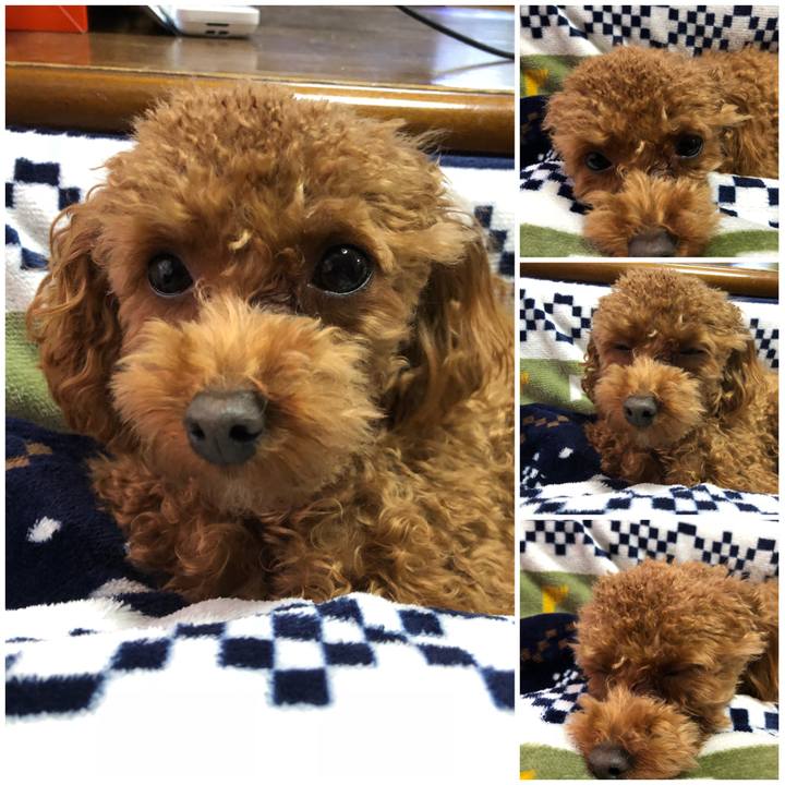 88e1f5cc 27d0 4f1d a3c7 3ac70ad088ba 1515391849751