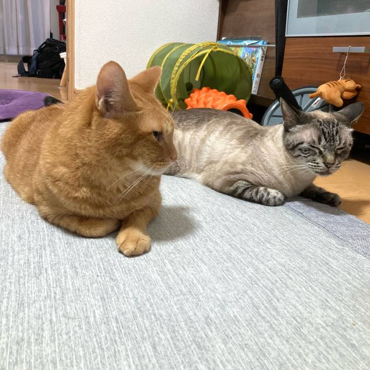 88e39015 3ef8 47a7 a9a2 da41192ad454 1759505419183