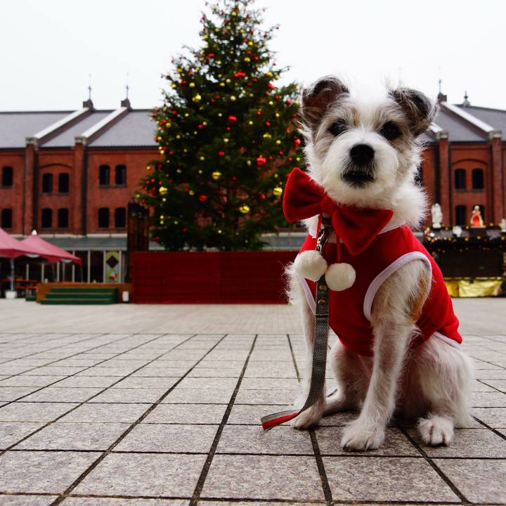 88e4a784 7e75 4a3e b51f ed94766d830c 1764819644147