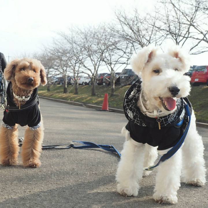 88e82759 6e9a 4c3d 9896 a0b900828ee2 1516520194072