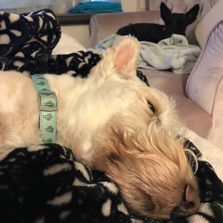 88e9897c 878c 439e b60a 4325a27d5381 1571957933043