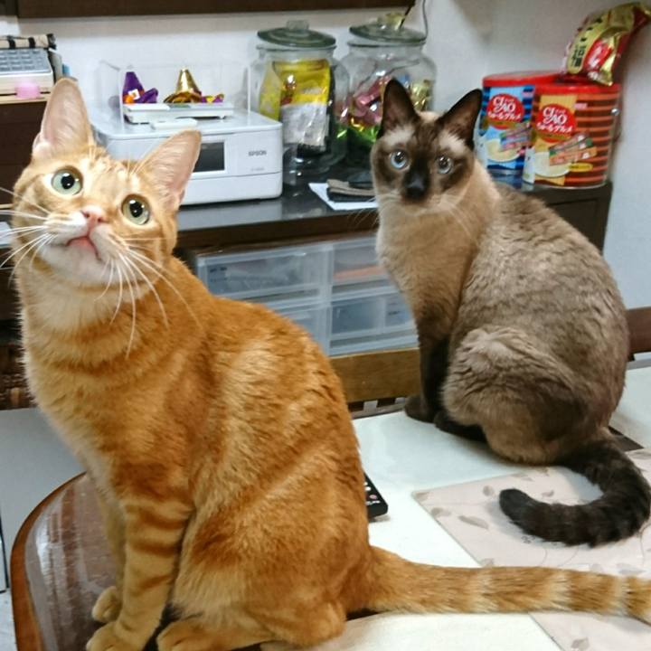 88ebdb6e 2b36 4871 aa68 66fb0bd7046c 1539039154456