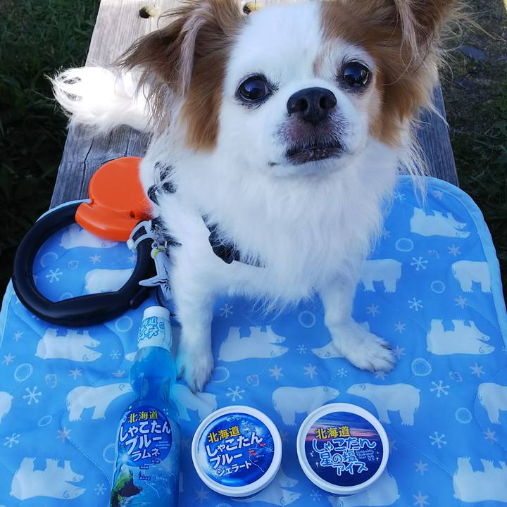 88ee03d1 bb8b 4e01 864e 19a85f8402f1 1533452359834