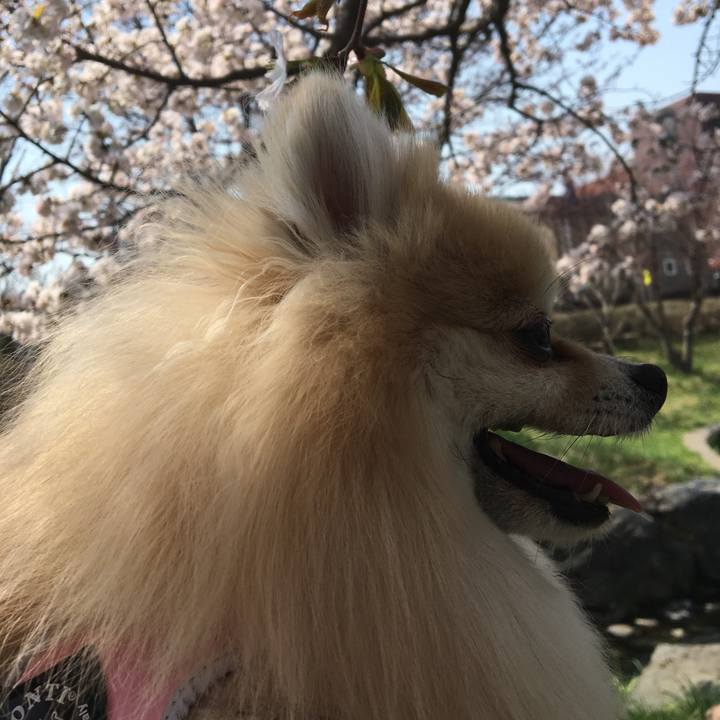 88f044d8 d905 411a 88a4 507e2c192e04 1524976121364