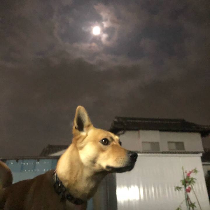 88f0b003 4c73 44dc 86cb 09b4b87c69fd 1555680735048