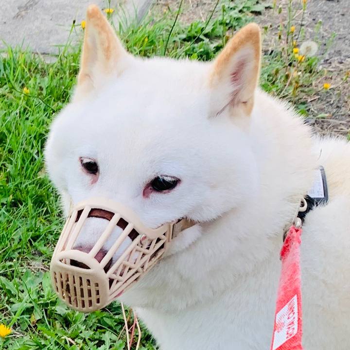 88f0b783 d8c1 4bcc a1f7 11b54dcdb885 1598477487514