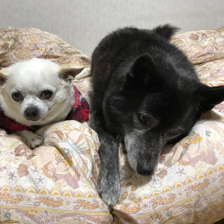 88f2e506 8ea4 4f8e bdd5 2b3bd1436053 1575378422054