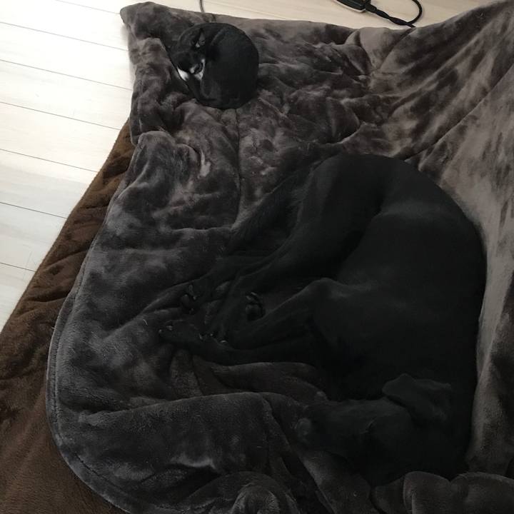 88f462b8 0f13 476f ba76 e287d6a56122 1513928659482