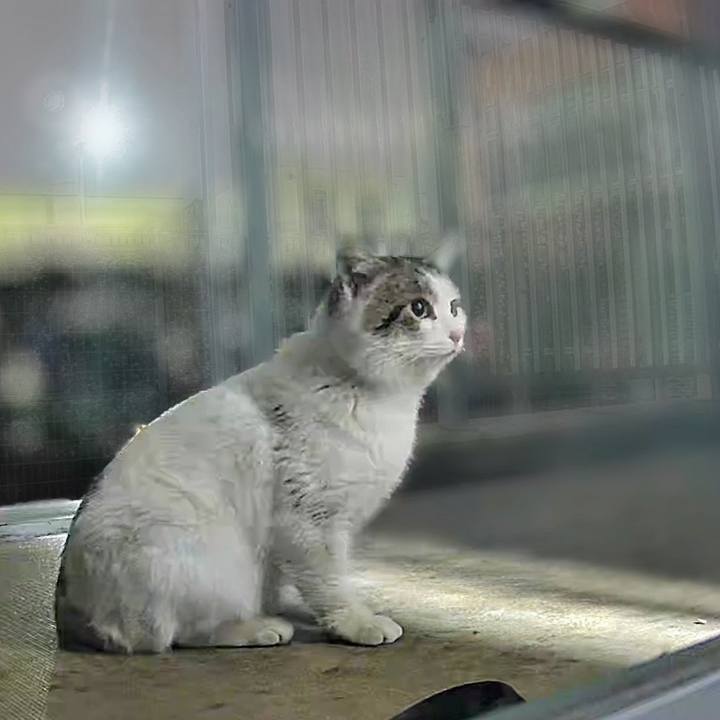 88f92f93 1c7e 43bc bffc b319a559f21a 1741179708819