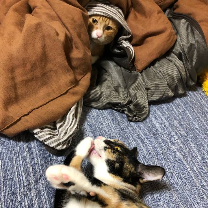 88fa24b1 8367 4b85 b7b0 549b0691b8fa 1569503366707