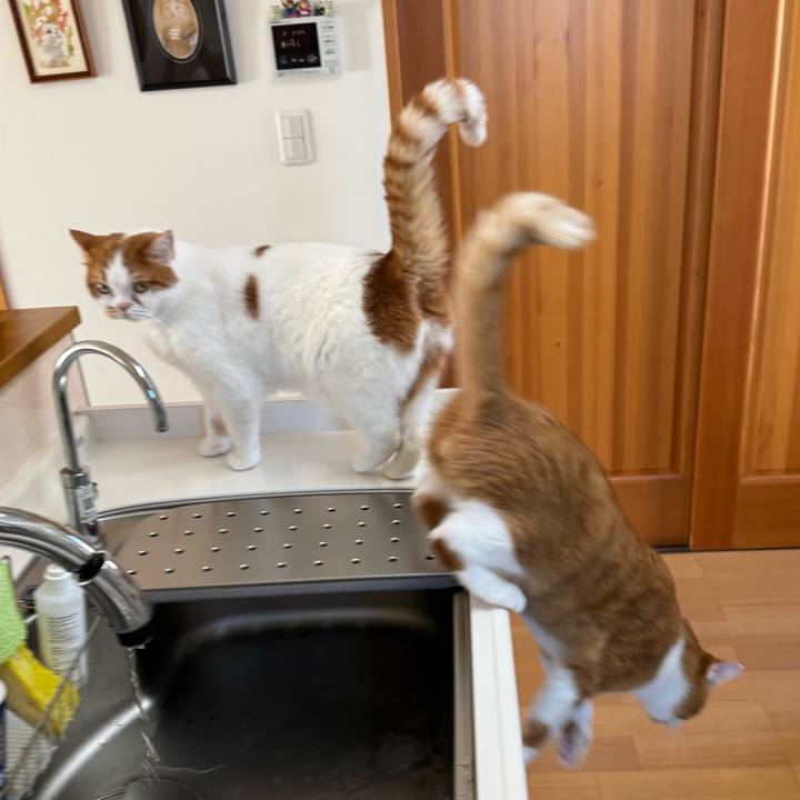 88fa5102 4e4f 4c38 bb8a 6cd7dc338622 1765767486882