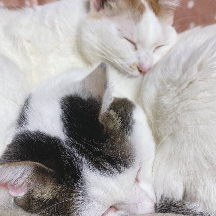 88fb7062 4f06 4465 ba9b c0c3fc0f77e2 1616932180476