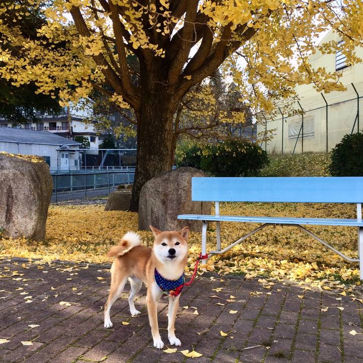 88fd660d cead 46c7 8742 d17e4fb615ca 1510479550047