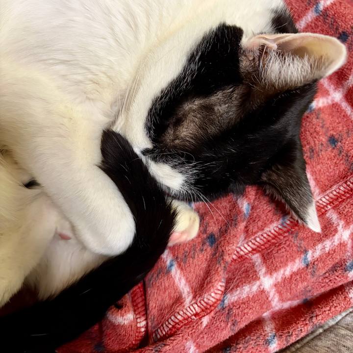 88fe0cb9 d849 49cc a7a2 5a06c0229be1 1769211782673